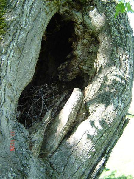 Soin des arbres Saint-Christophe-Vallon