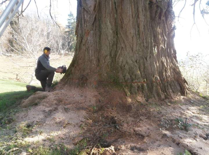 Professionnel de l'abattage d'arbres Saint-Christophe-Vallon