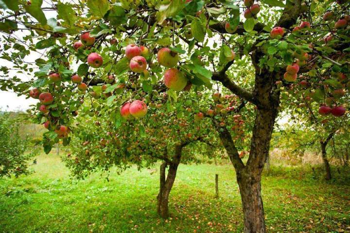 Plantation d'arbres fruitiers Saint-Christophe-Vallon