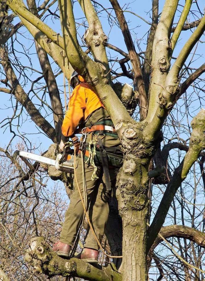 Professionnel de l'abattage d'arbres Saint-Christophe-Vallon