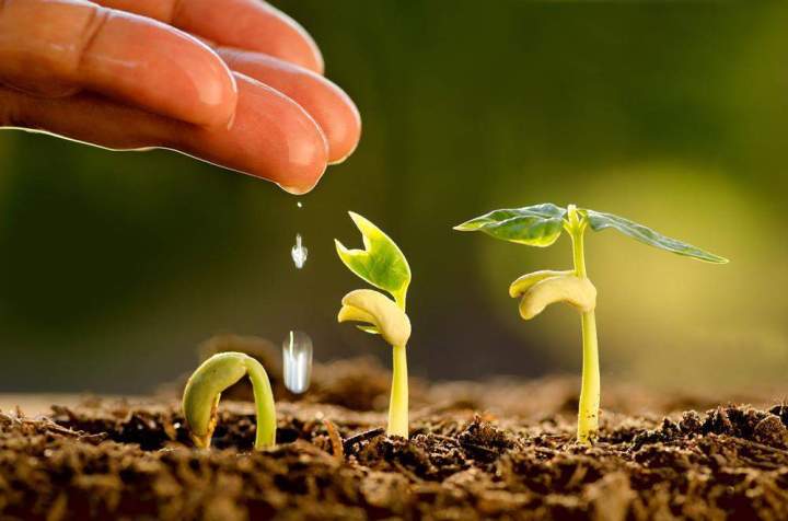 Plantation de jeune plante  Saint-Christophe-Vallon