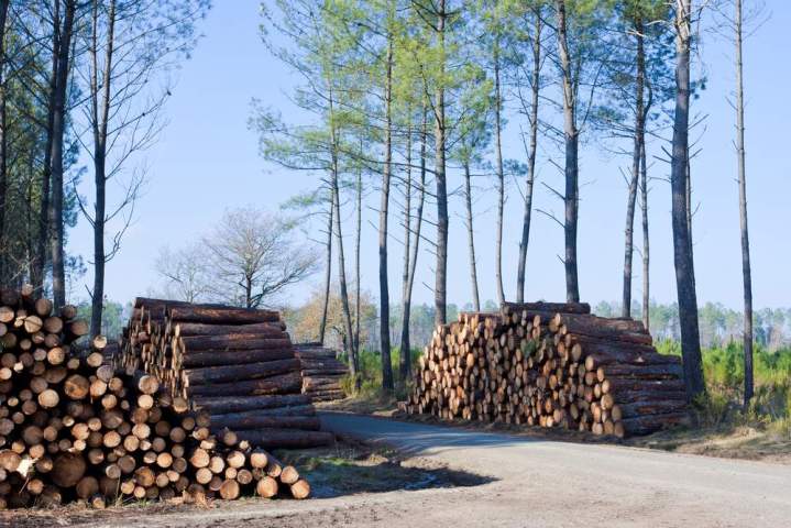 Professionnel de l'abattage d'arbres Saint-Christophe-Vallon